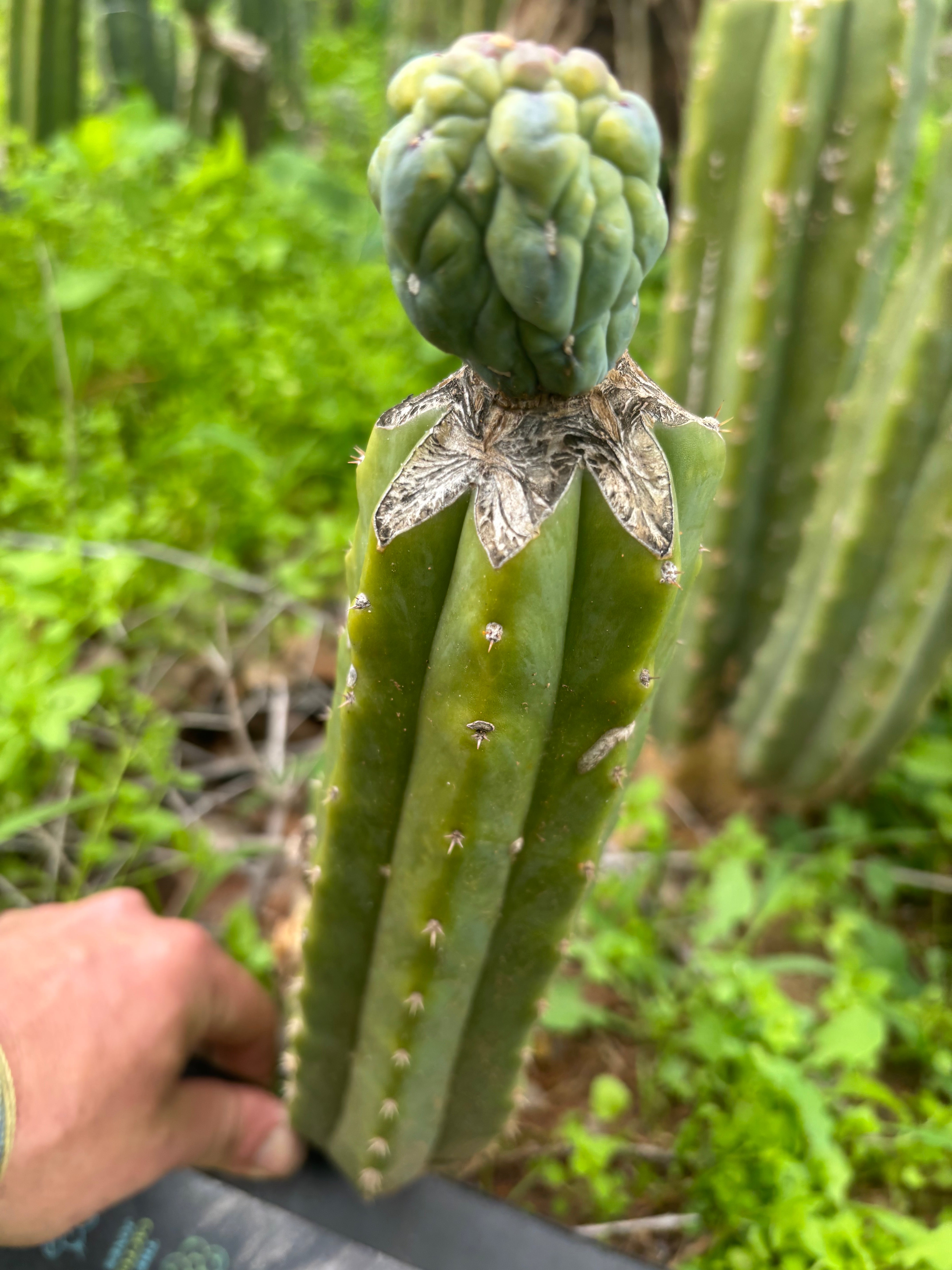 👑💎 Glorp — Tip Graft