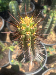 💎👑💎 T. Deserticola — 8” Tip