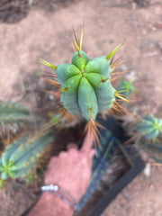 👑🌶️ Medicine Man — XL 14” Tip