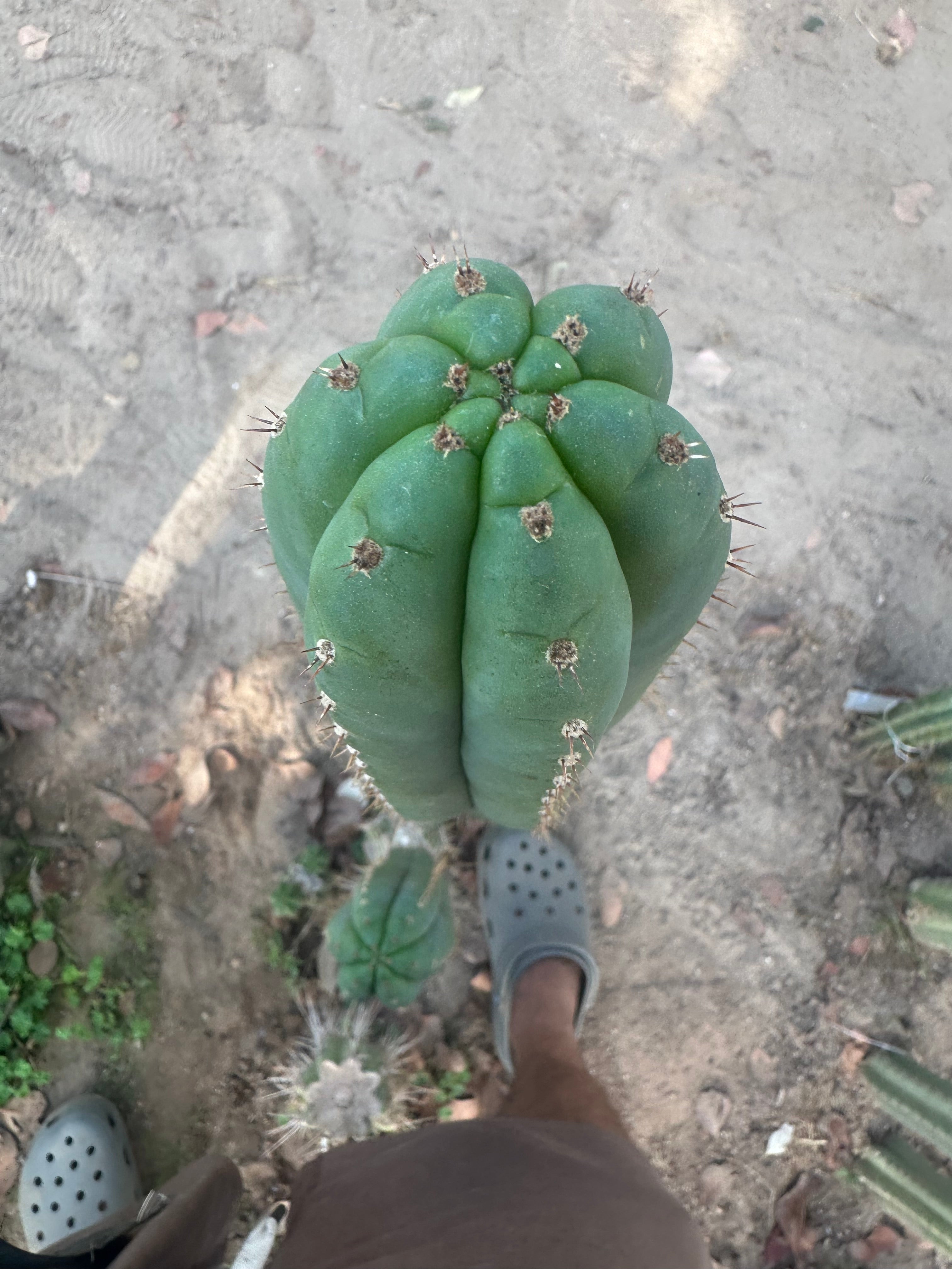 👑🌶️ KK339 — 10” Tips (3)