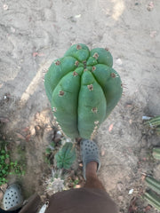 👑🌶️ KK339 — 10” Tips (3)