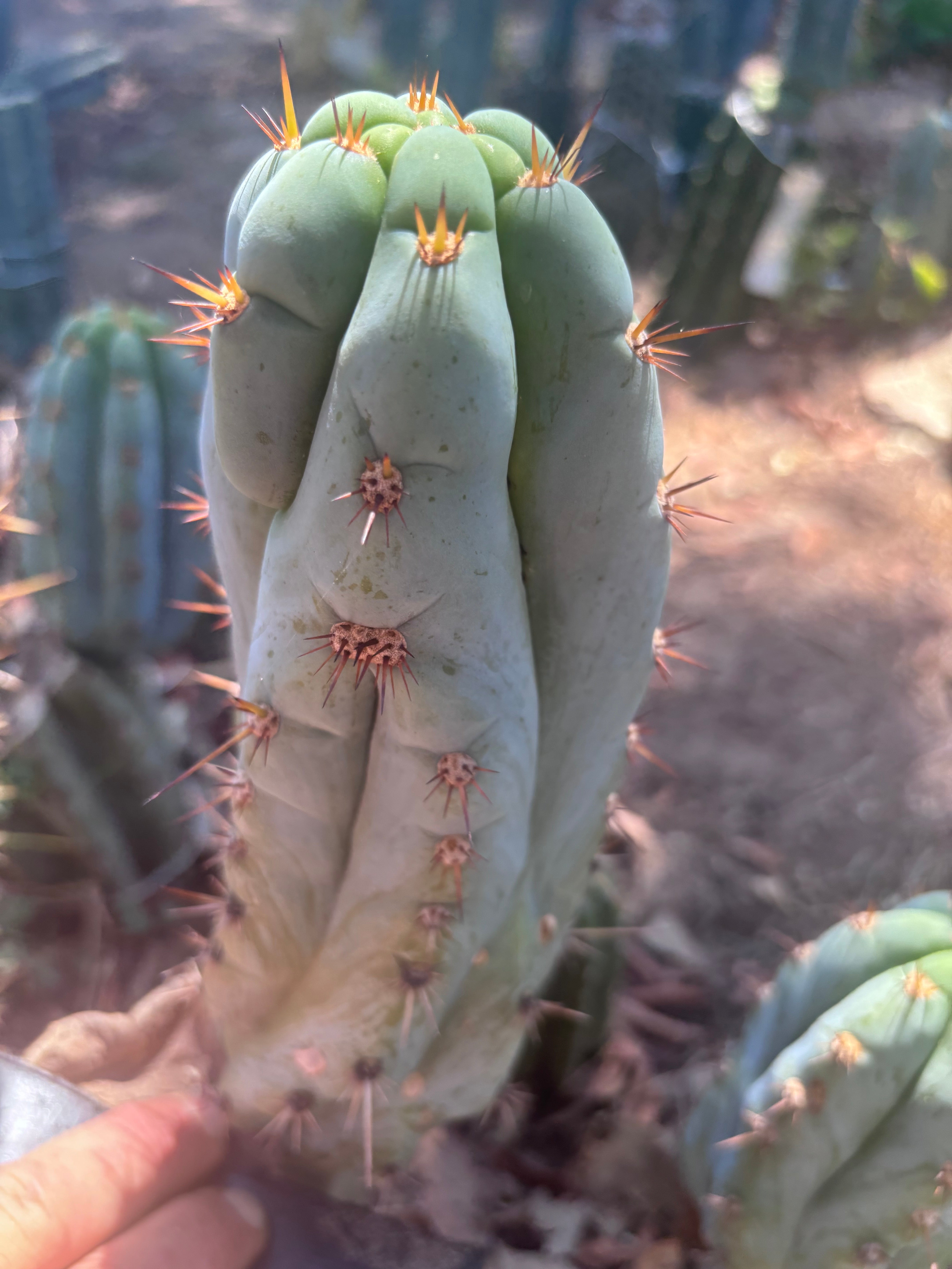 💎👑🌶️ Sharxx Blue — 9.5” Pup