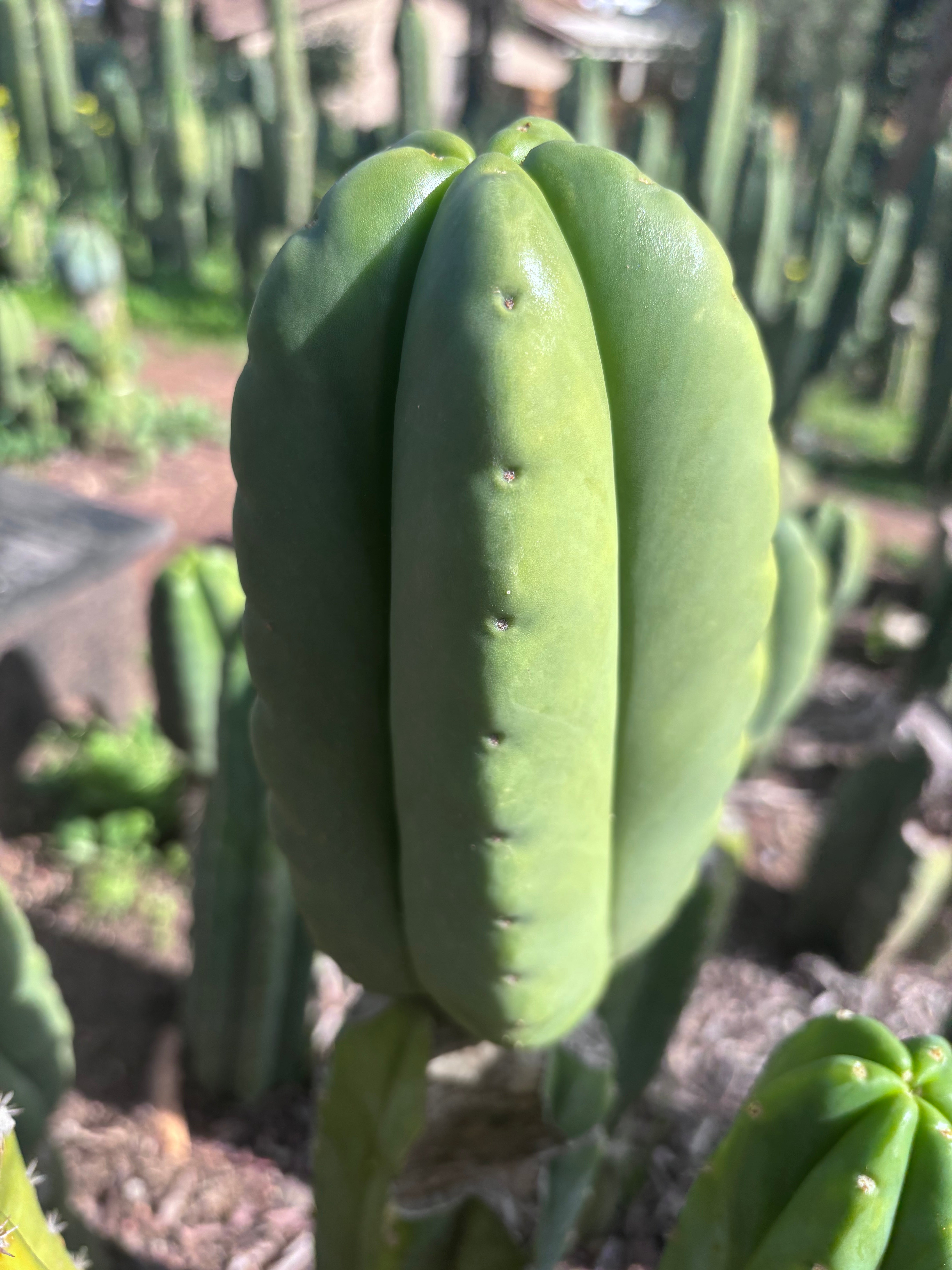 💎👑💎🌶️ Ferah — Chonky 6” Tip
