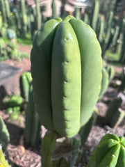 💎👑💎🌶️ Ferah — Chonky 6” Tip