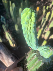 👑💎 Grecas — Rooted Graft with Pup