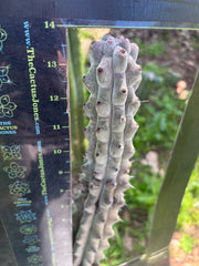 💎 Stenocereus Beneckei