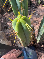 🌶️ 805 — 13” Pup