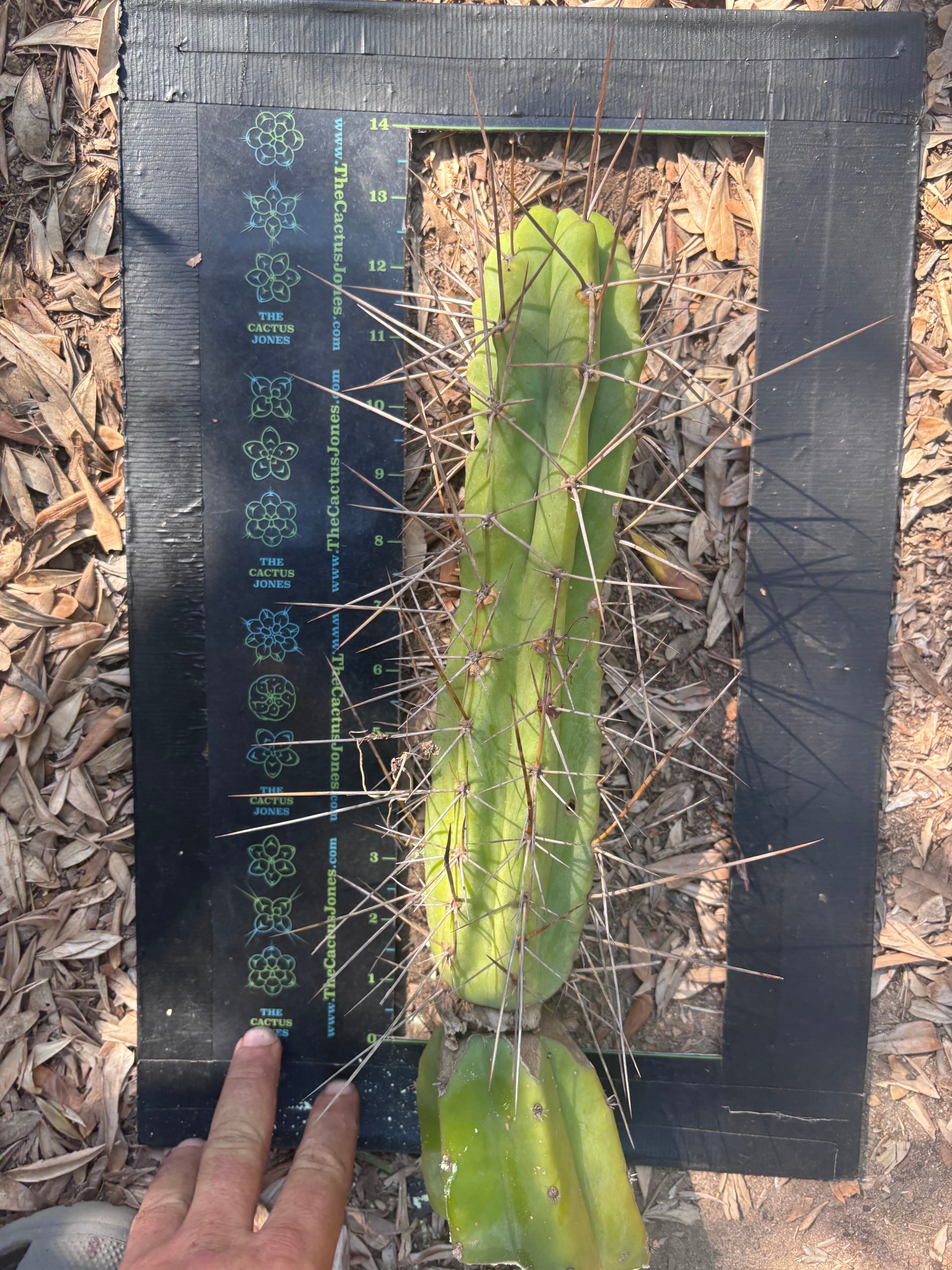 👑🌶️ Medicine Man — 11” Tip (14” Graft Total)