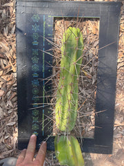 👑🌶️ Medicine Man — 11” Tip (14” Graft Total)