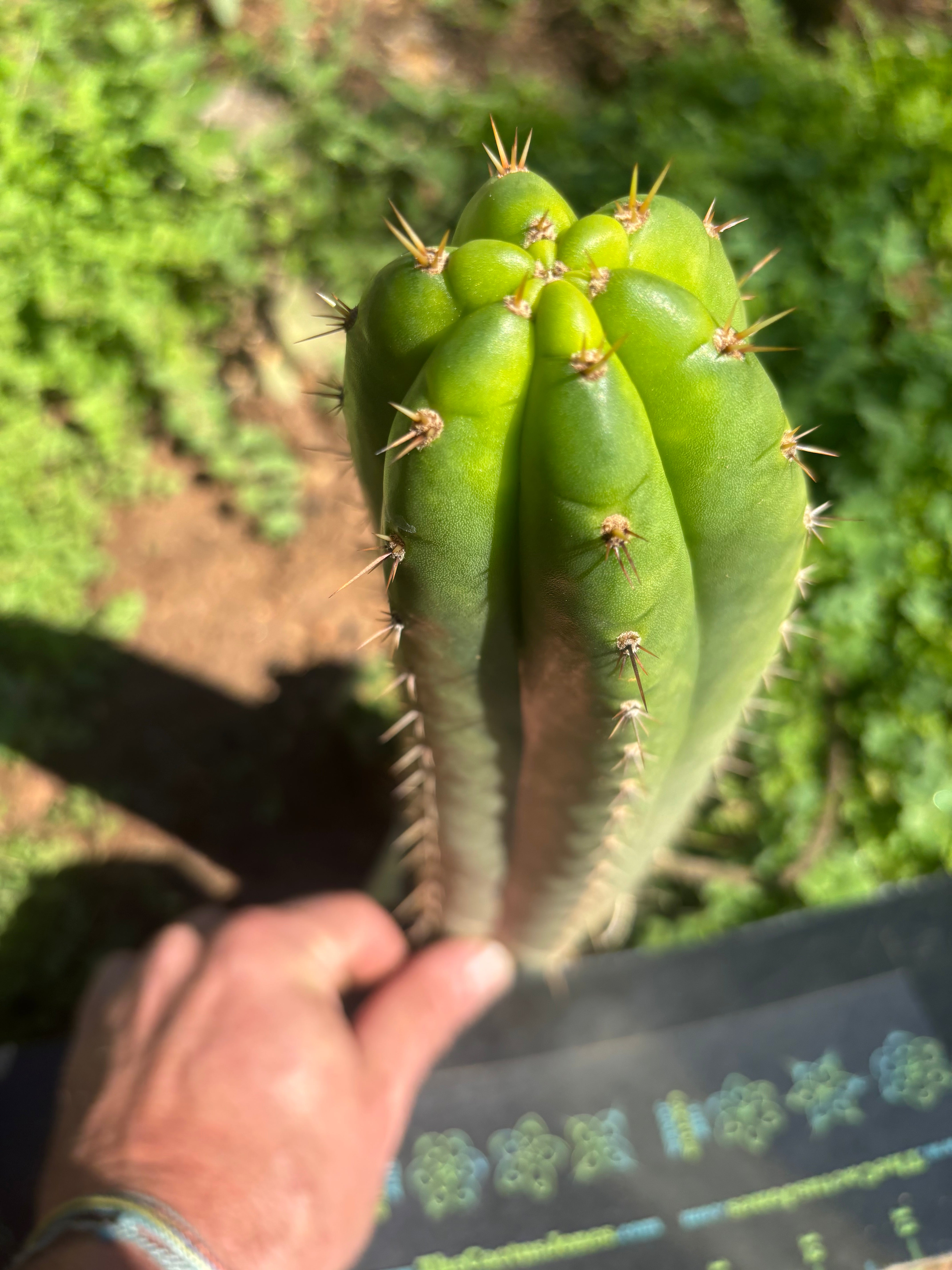 👑🌶️ Torres & Torres — 10” Tip