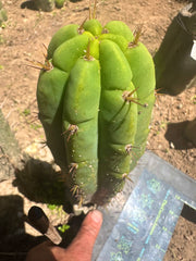 💎👑🌶️🌶️ Austy’s Bomb (TNT) — 11” Pup