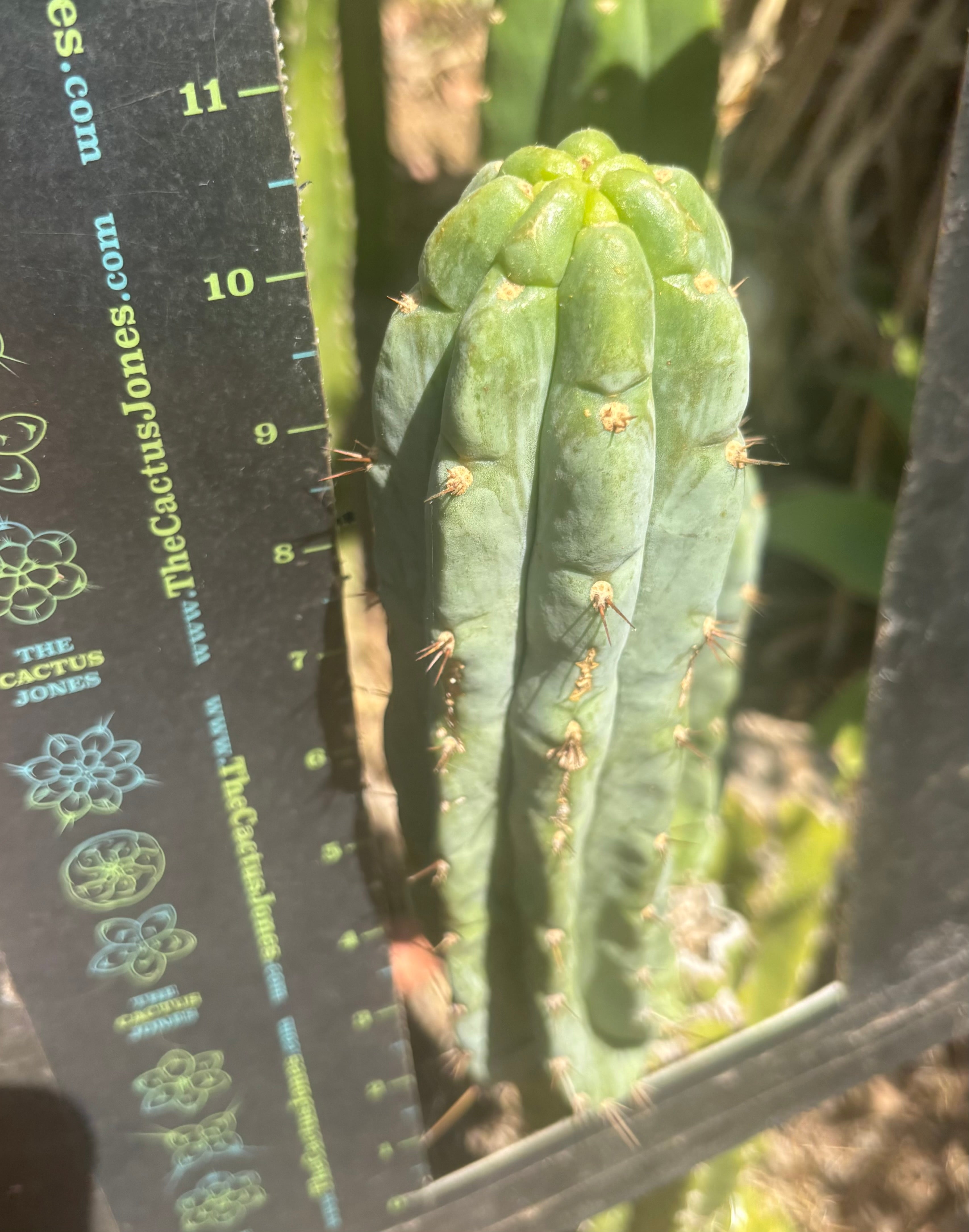 👑🌶️🌶️ Austy’s Bomb — 10.5” Pup
