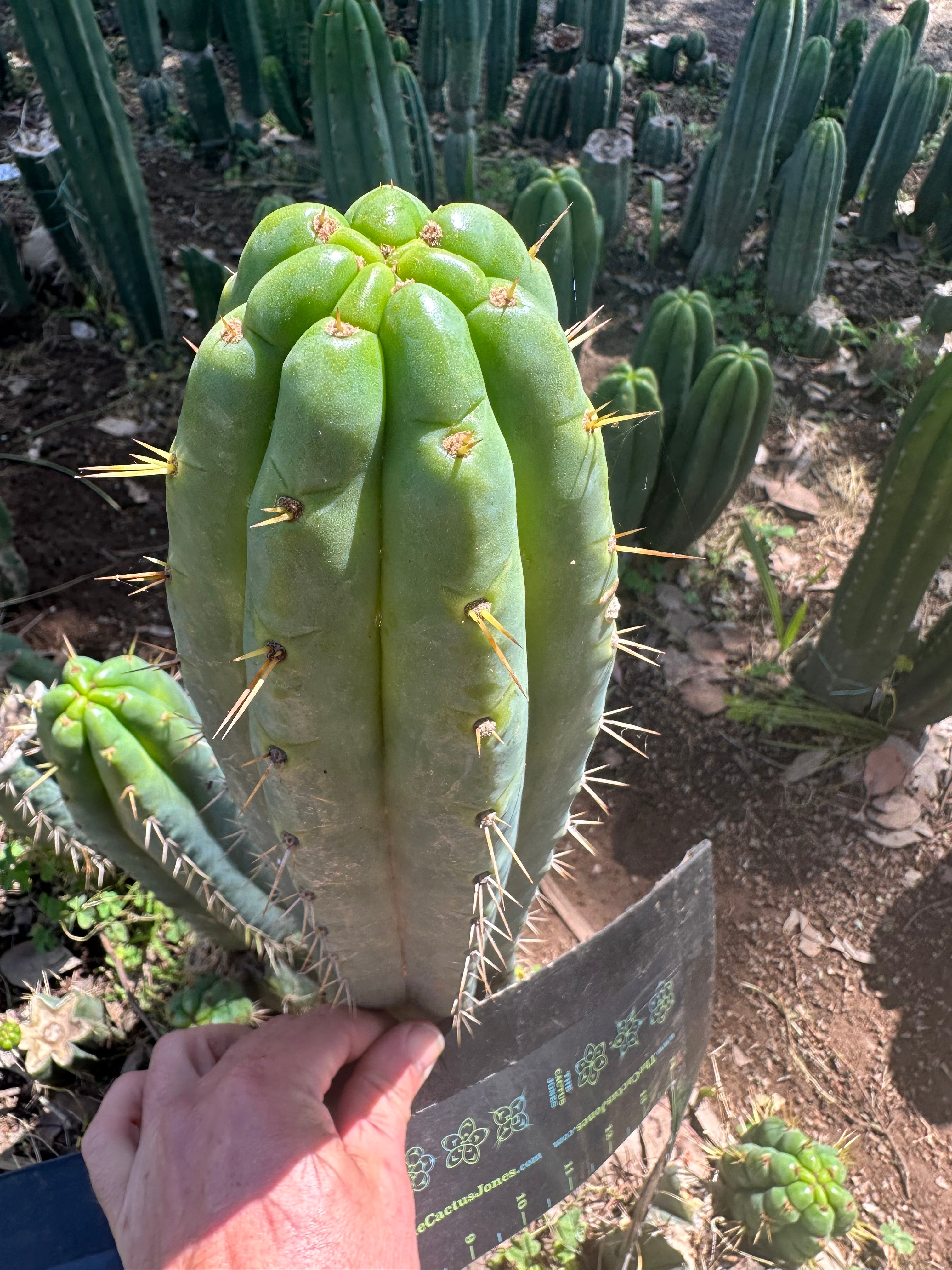 🌶️ 0201 — XL 12” Tip