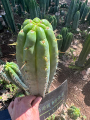 🌶️ 0201 — XL 12” Tip