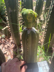 👑💎🌶️🌶️ TBMC Large Graft
