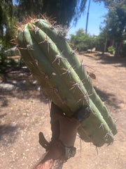 💎💎 Taquimbalensis — MASSIVE 18” Tip