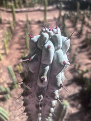 💎 Stenocereus Beneckei — XL 21” Fully Rooted