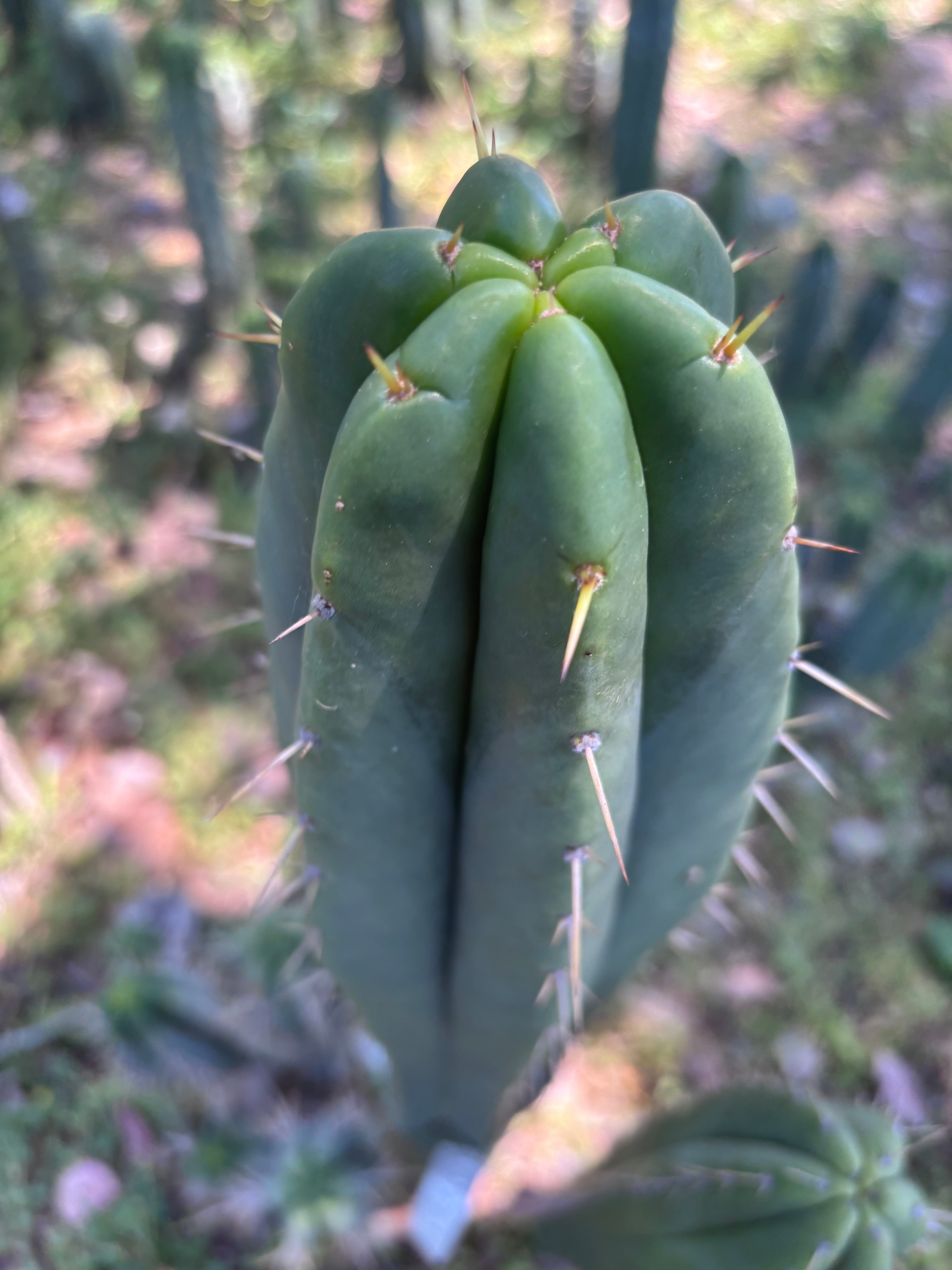 👑🌶️ Malo4 (F2)  — Fat 10” Tip