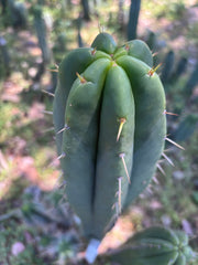 👑🌶️ Malo4 (F2)  — Fat 10” Tip