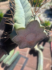 👑💎🌶️🌶️ Eileen — 15” Mega Tips