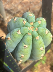 💎👑💎 Althea — *Massive* 9” Tip