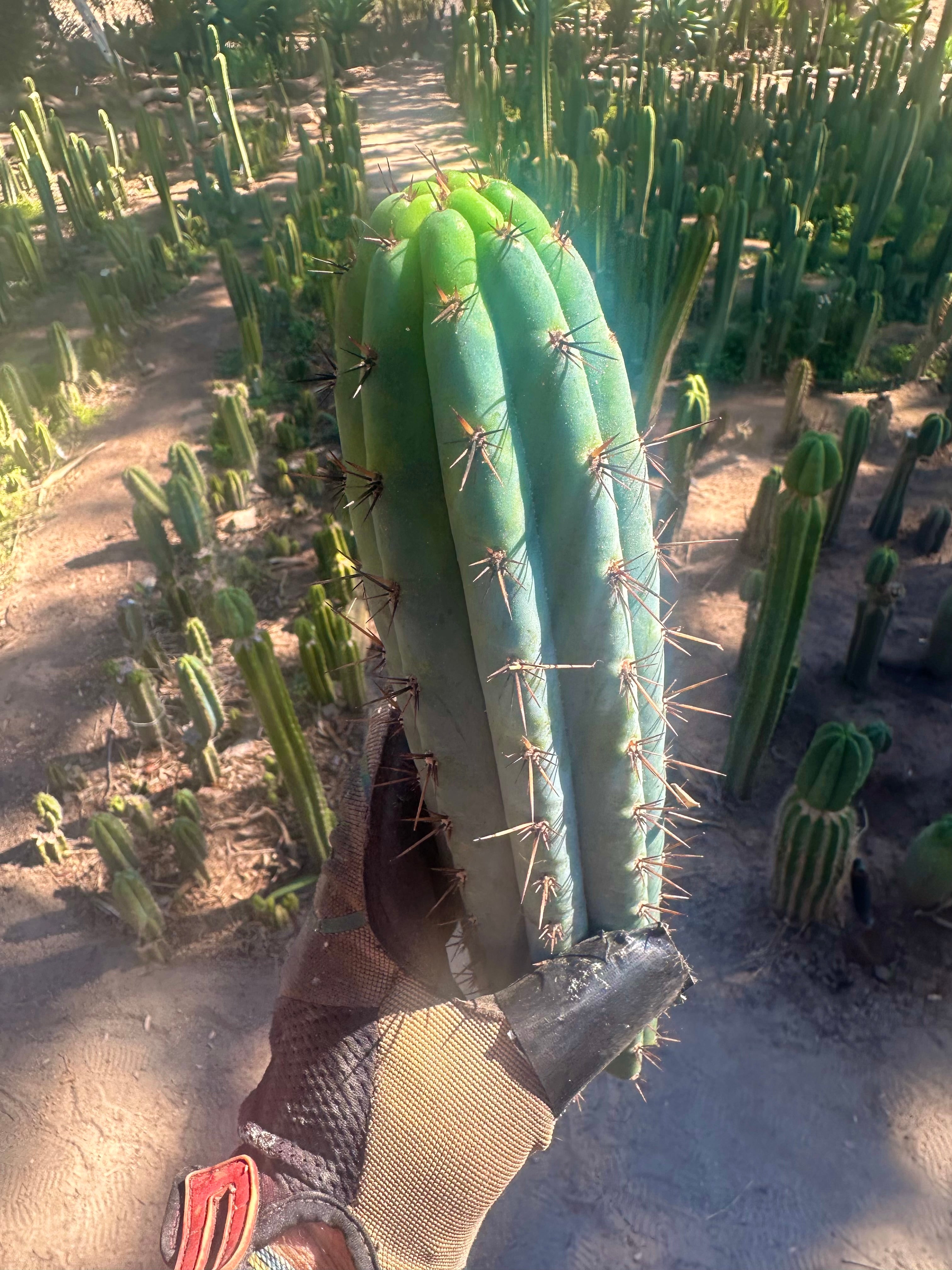 👑💎 Rimac Valley — Gorgeous 13” Tip