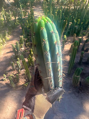 👑💎 Rimac Valley — Gorgeous 13” Tip