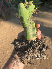 👑🌶️🌶️  TBM Clone B — Fully Rooted