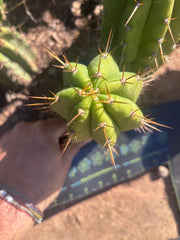 👑 The Jones Pink 🌸 — 7.5” Pup