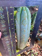 💎👑 Lotusland Huanu —  XL Fat-n-Frosty 14” Tip