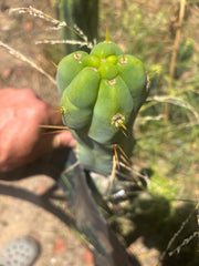 💎👑🌶️ Monster De Cota Cota — Chonky Tip