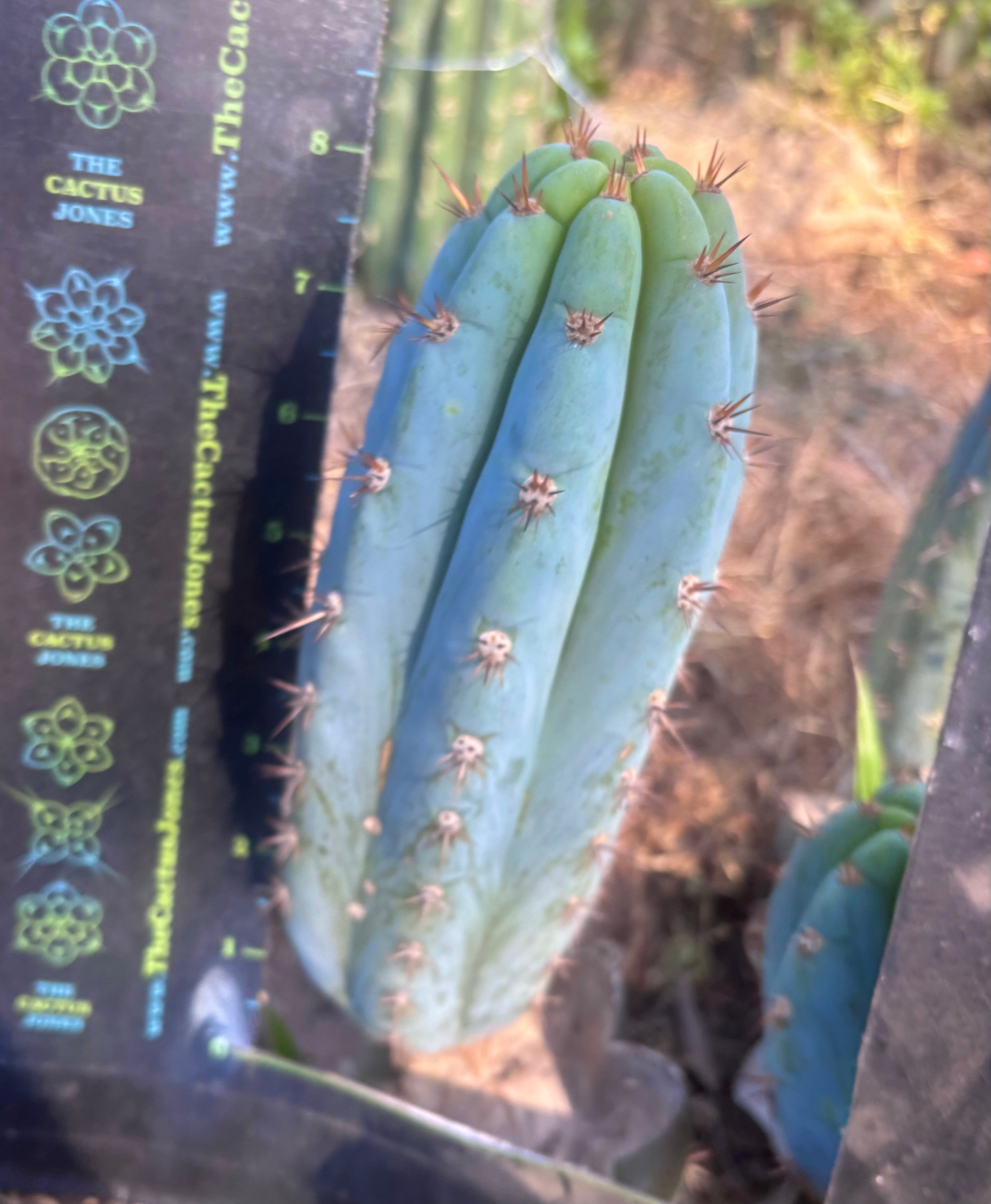 💎👑  Bart (Monassa Blue) — 8” Pup