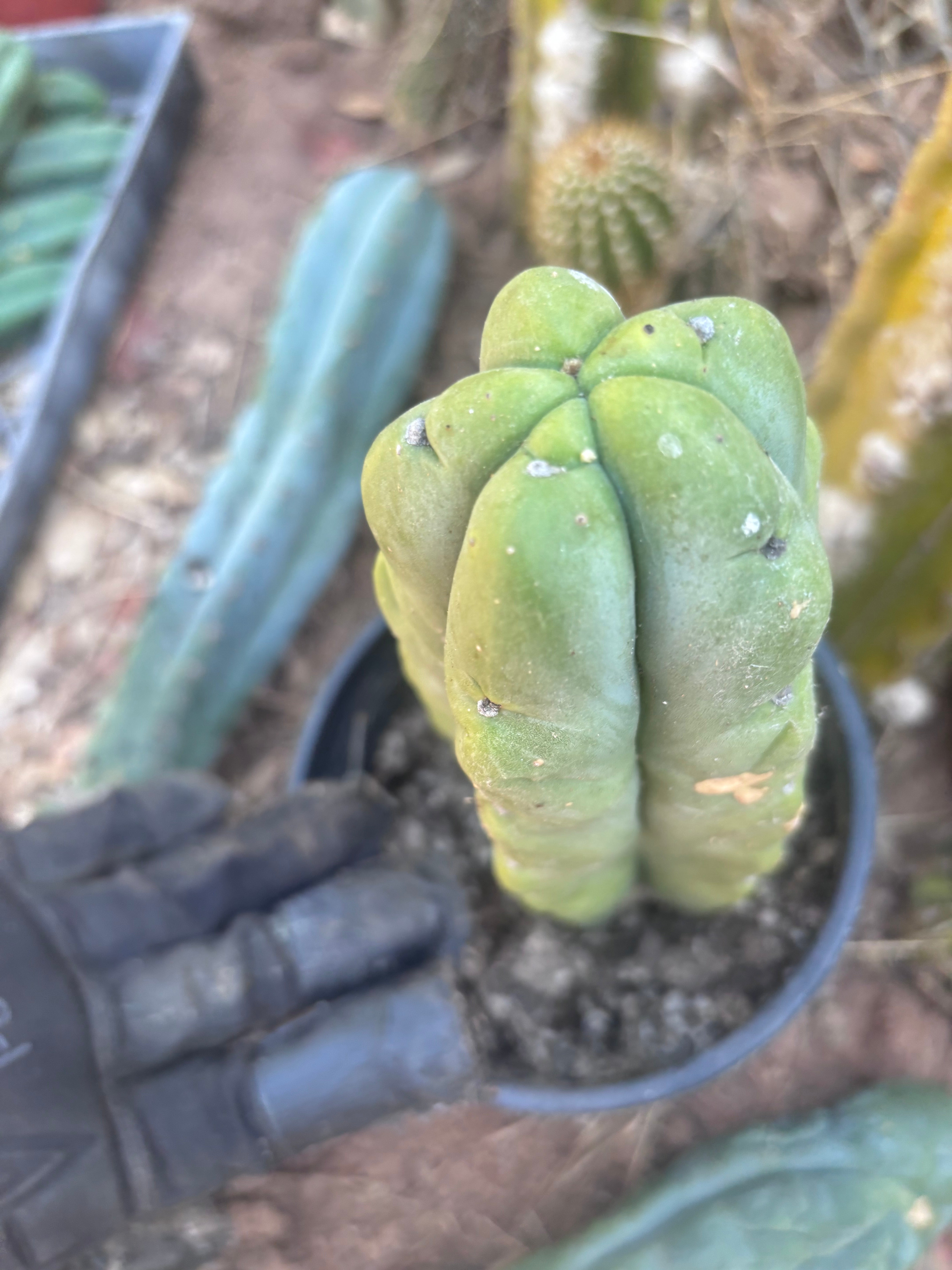👑🌶️🌶️ Kate’s Bridge — Fat Rooted Tip