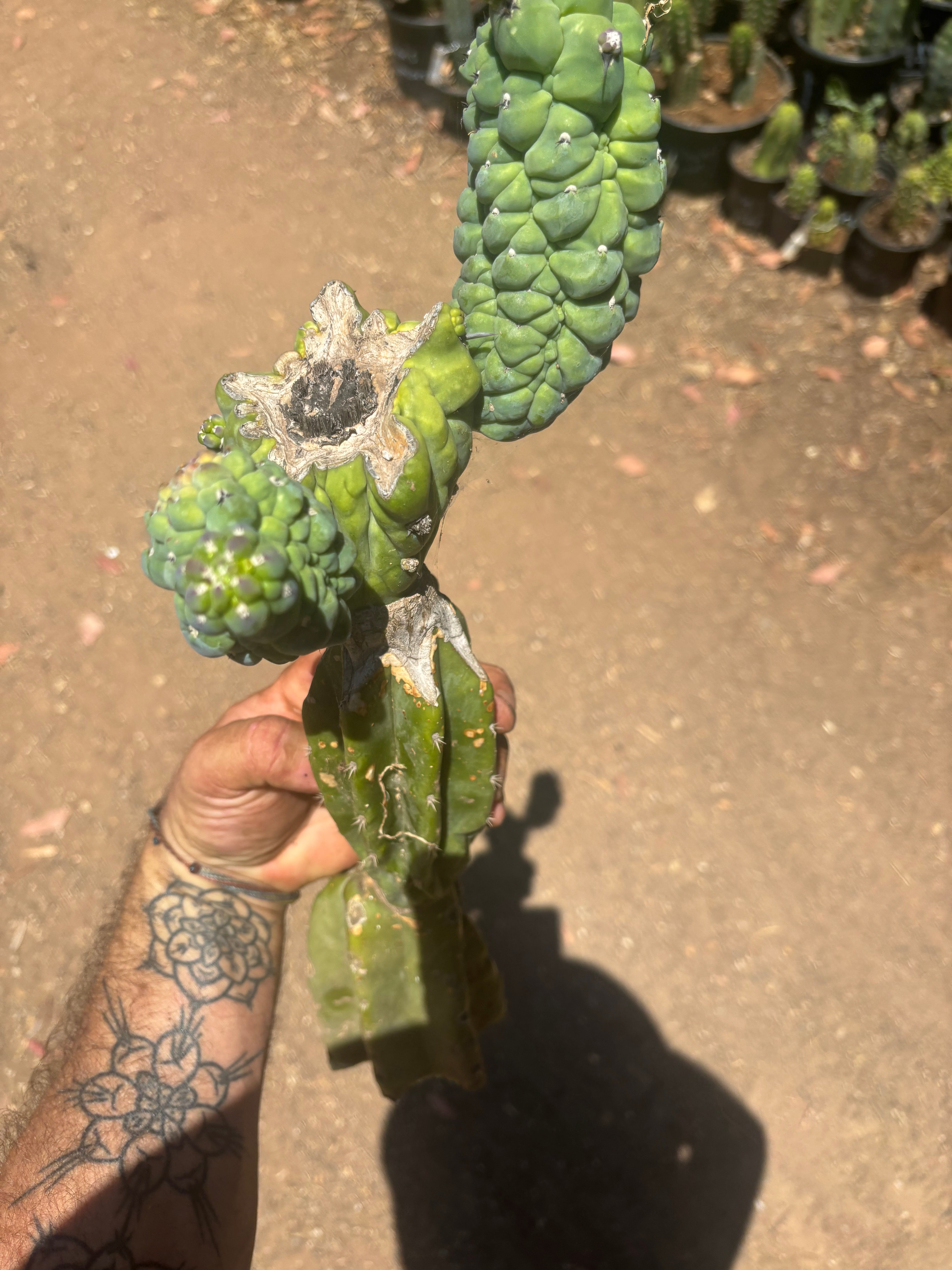 👑💎 Glorp — Another XL Graft