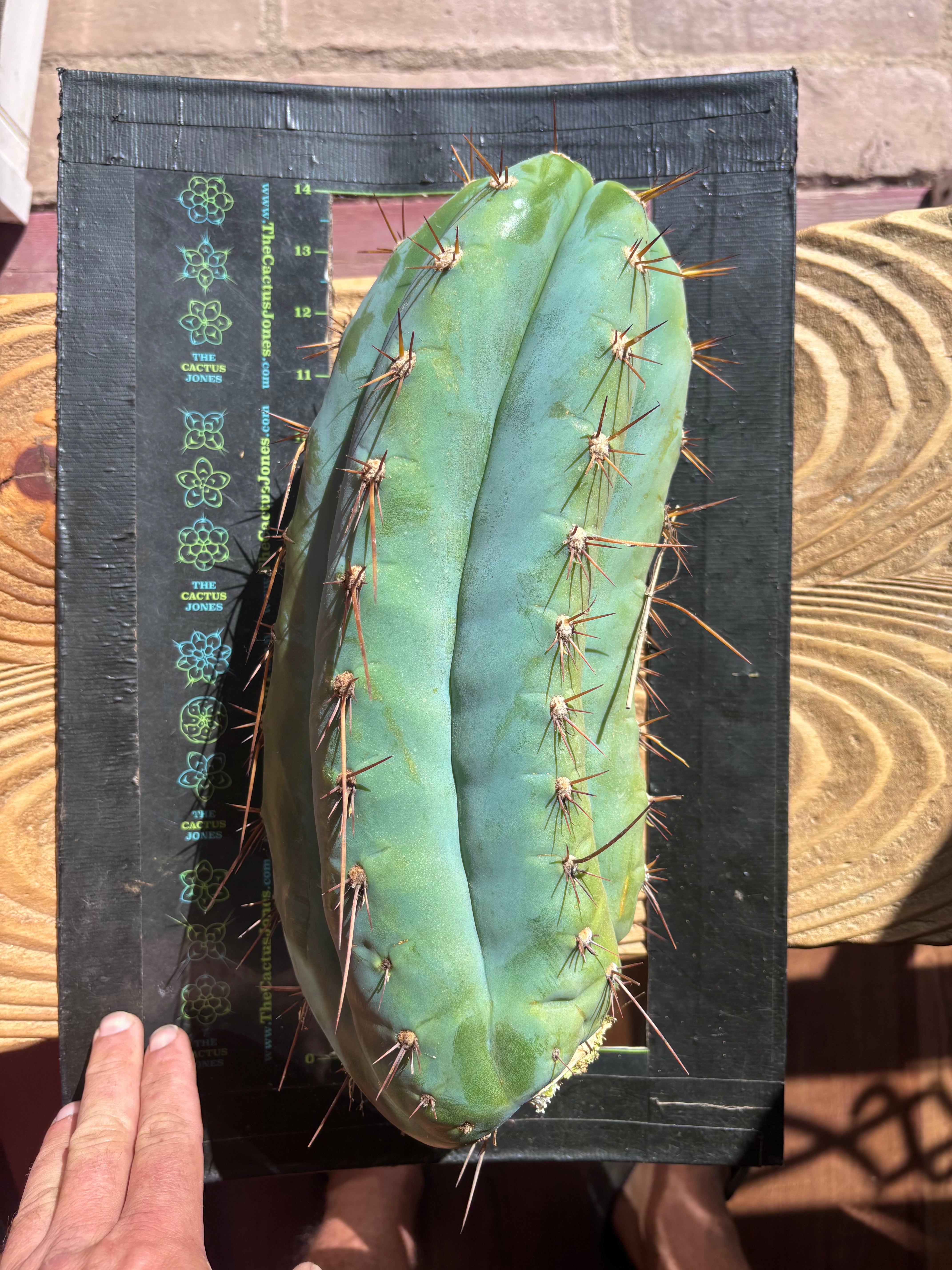 💎👑🌶️ CGG — 14” MELON