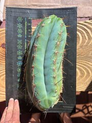 💎👑🌶️ CGG — 14” MELON