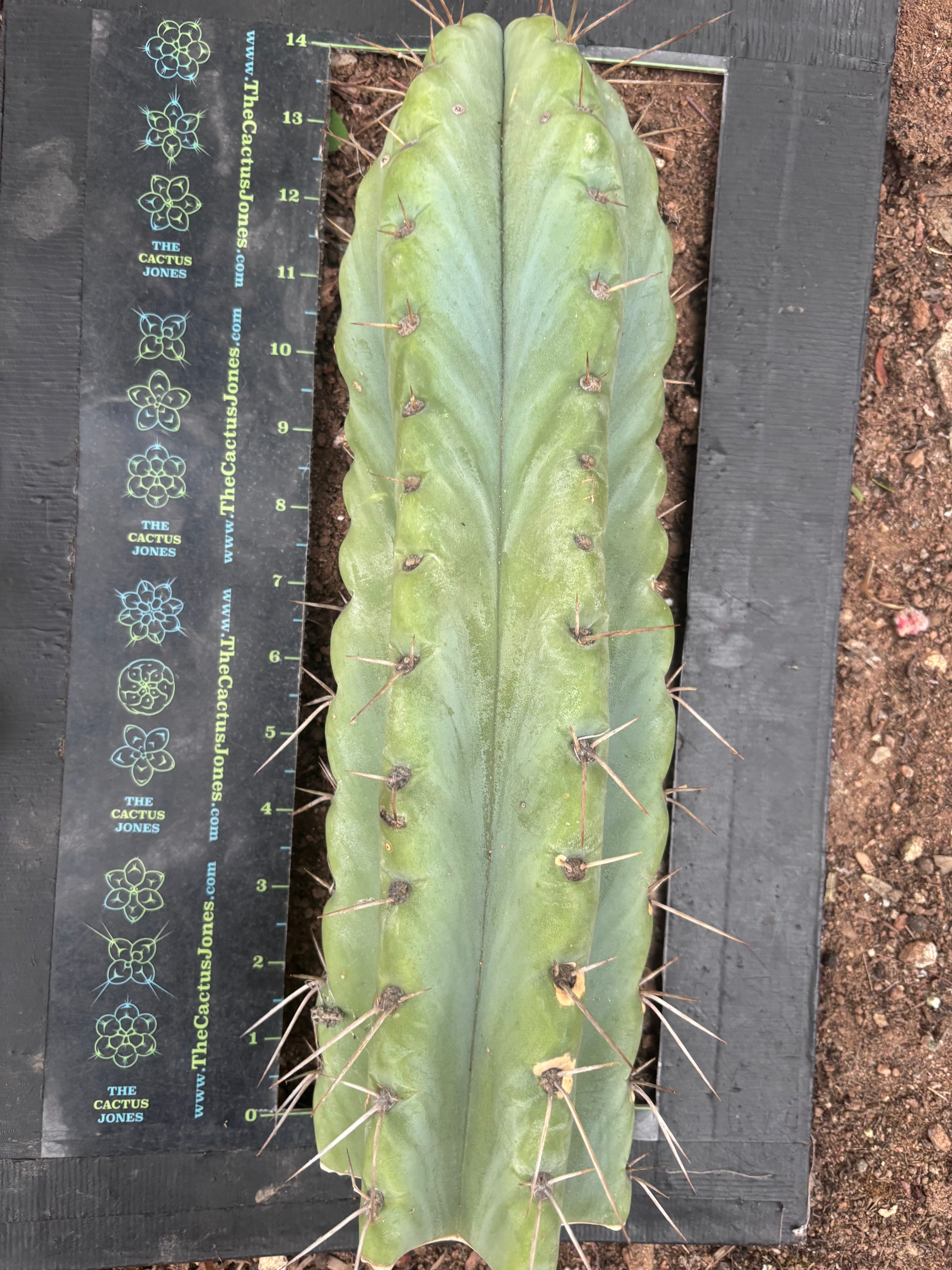 💎🌶️ NOM — XL 14” Tip