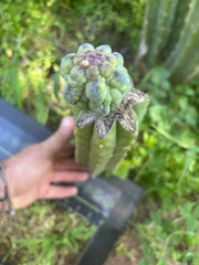 👑💎 And Again … Glorp Tip Graft