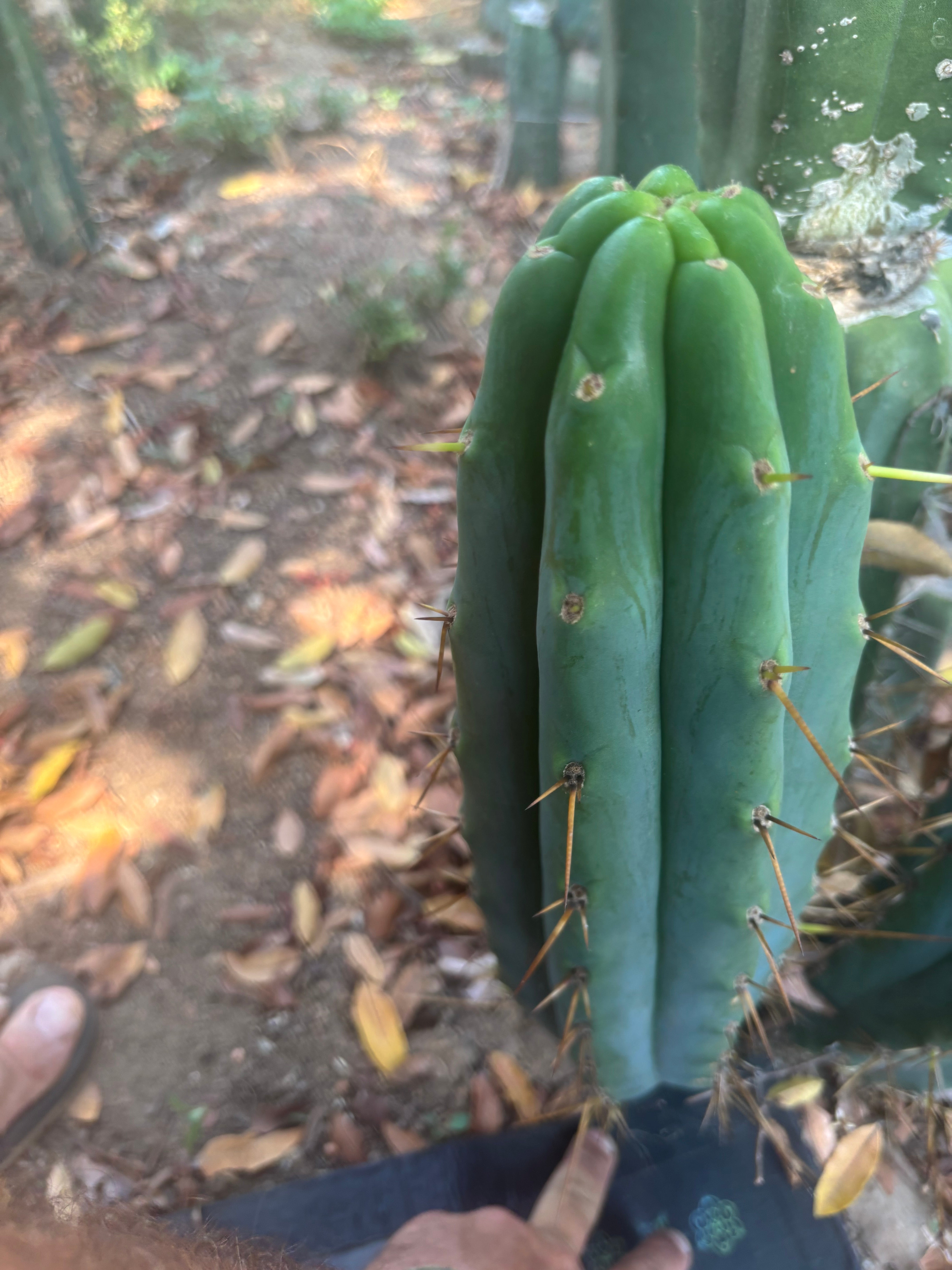👑🌶️ Hammer — Big 15” Pup