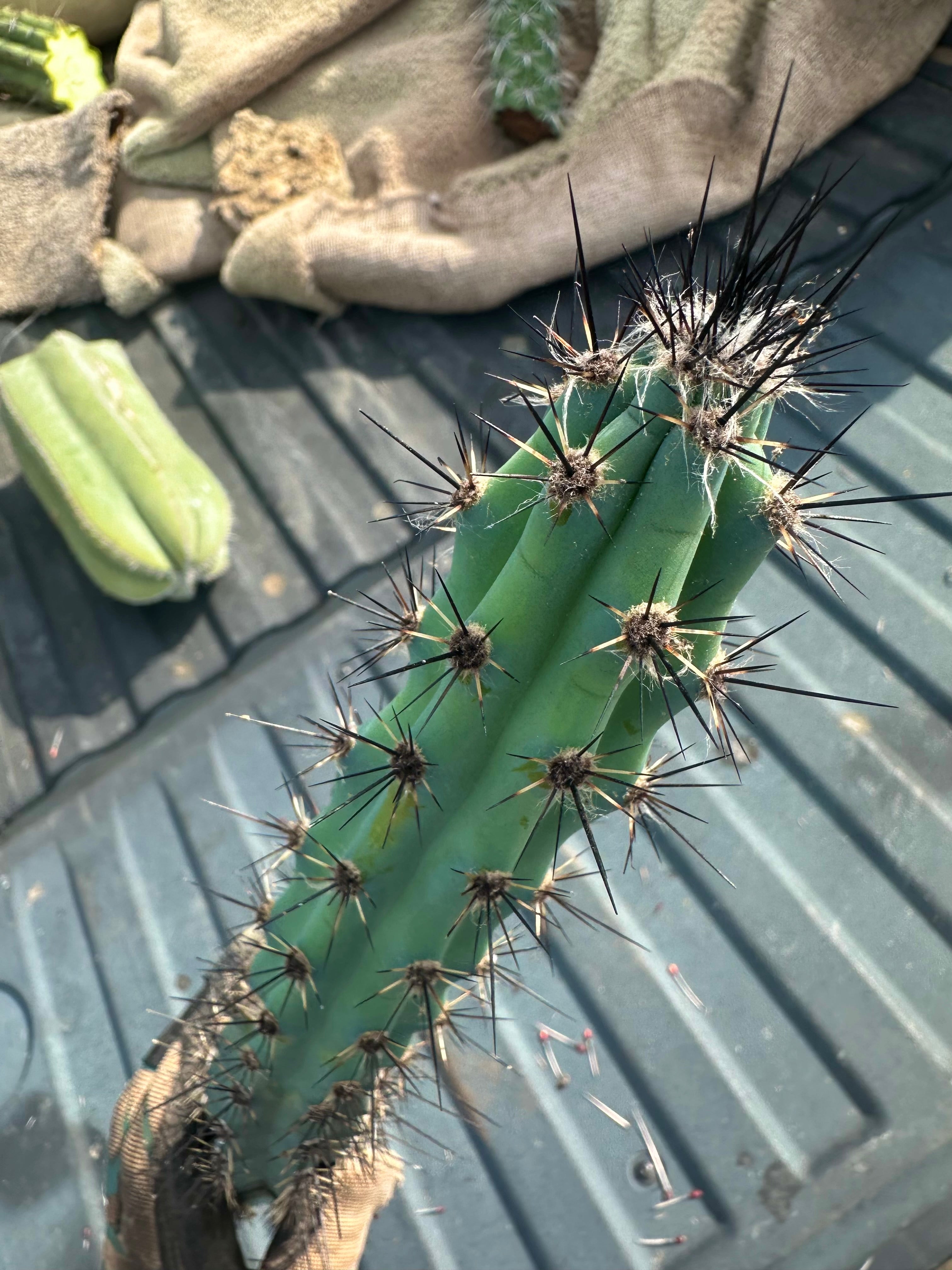 💙 Cereus Aethiops — 15” Tips (3)