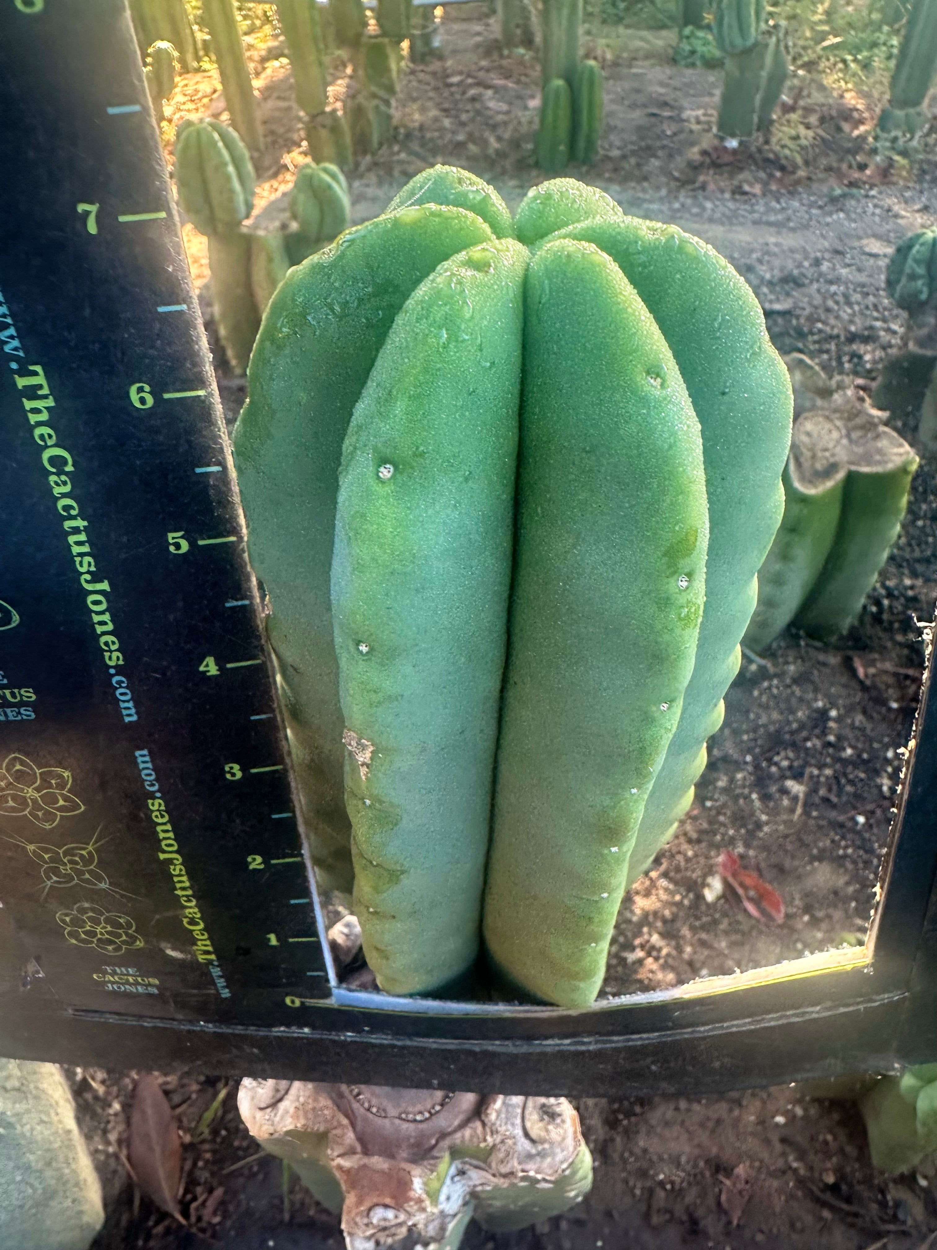 💎👑💎  Ferah! — Chunky 7” Tip