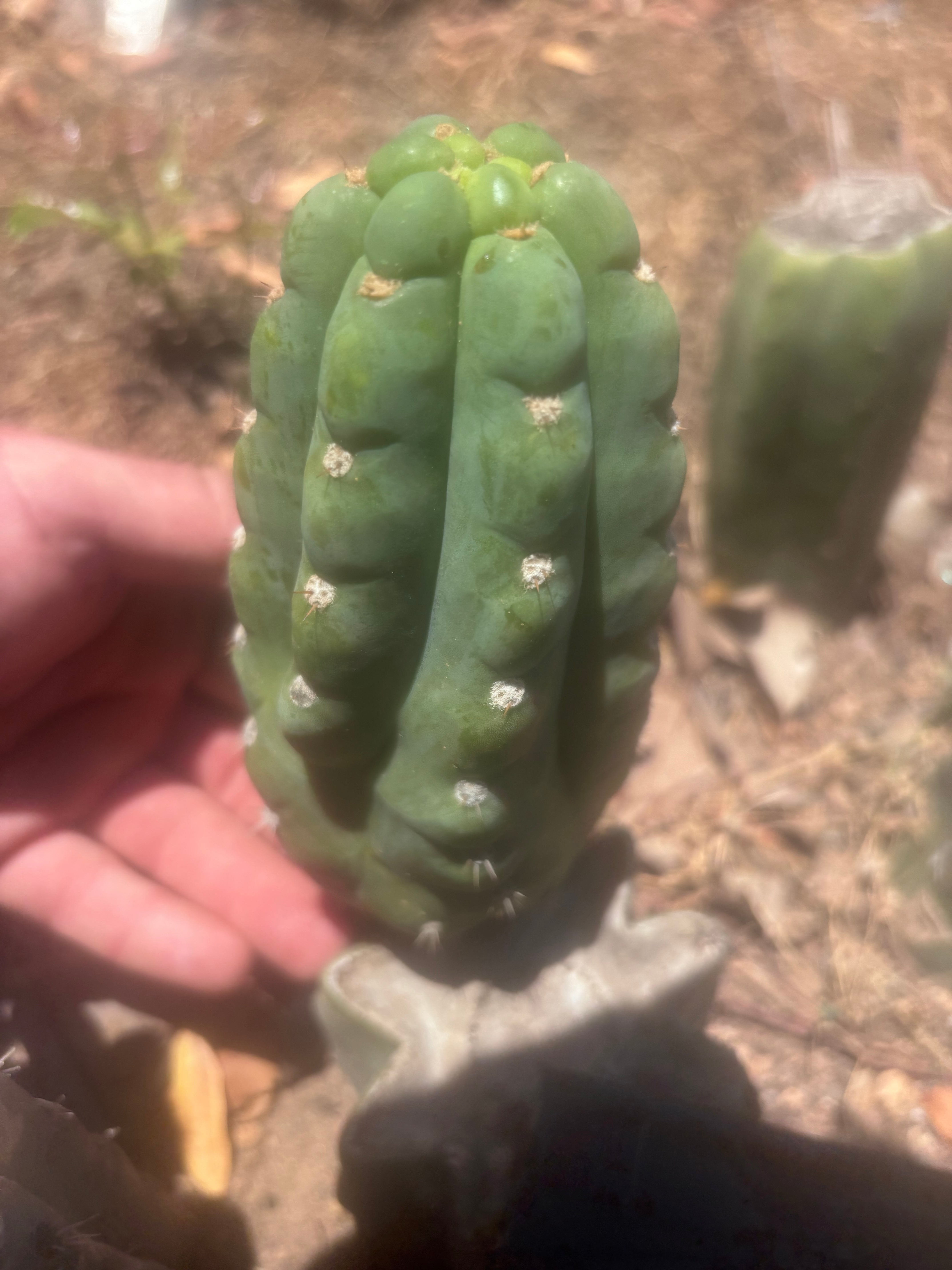 💎👑🌶️  Ichoca — 6.5” Pup