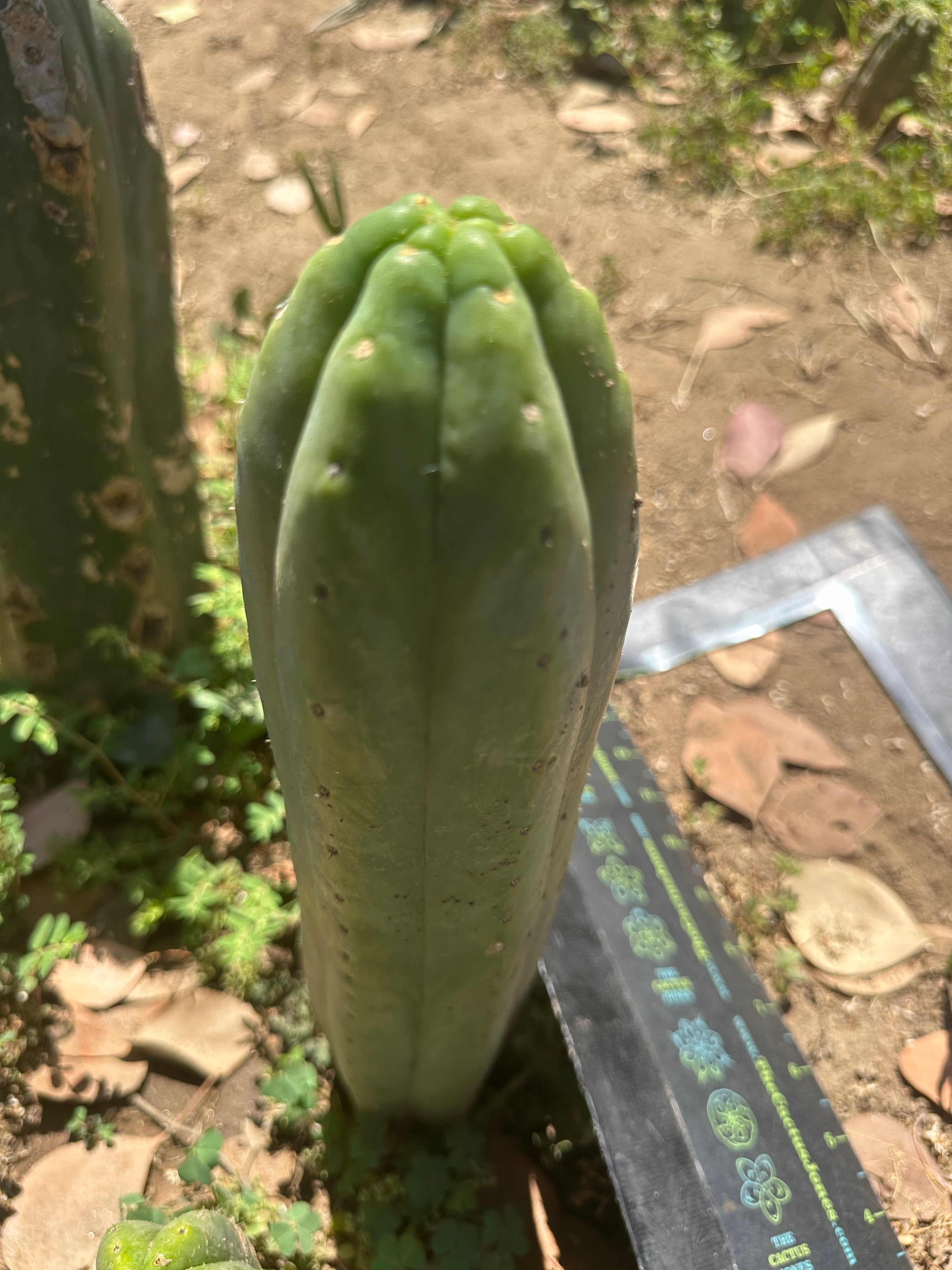 👑🌶️🌶️ Another Drop, Another Ogun — 10” Tip