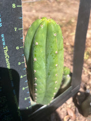 💎👑🌶️🌶️ KR04 — 6.5” Pup