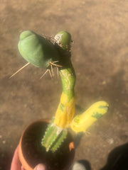 💎👑💎🌶️🌶️ TBM-b Variegated— Long Established Graft on Rooted Stock