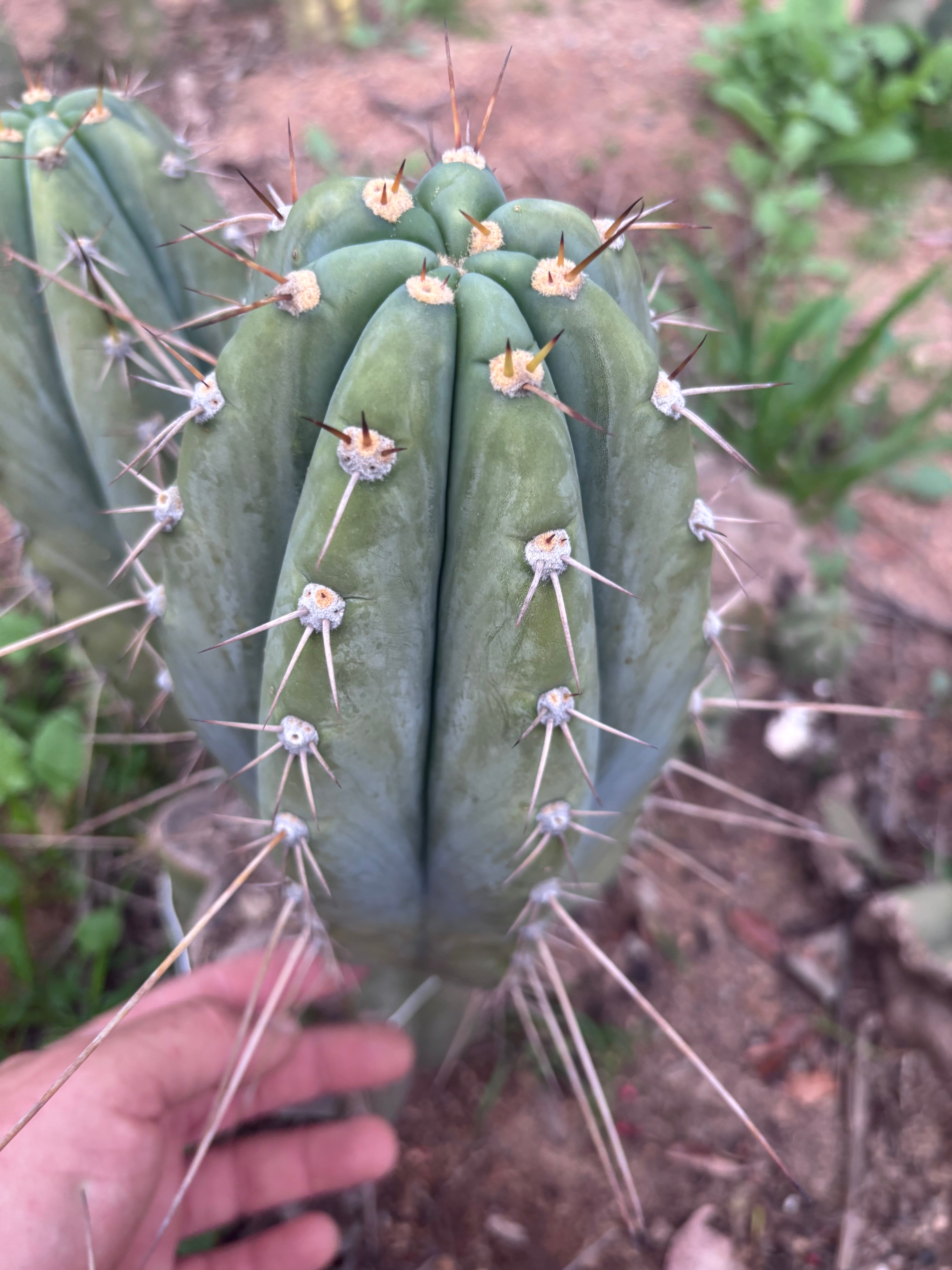 👑🌶️ CGG — 10” Melon