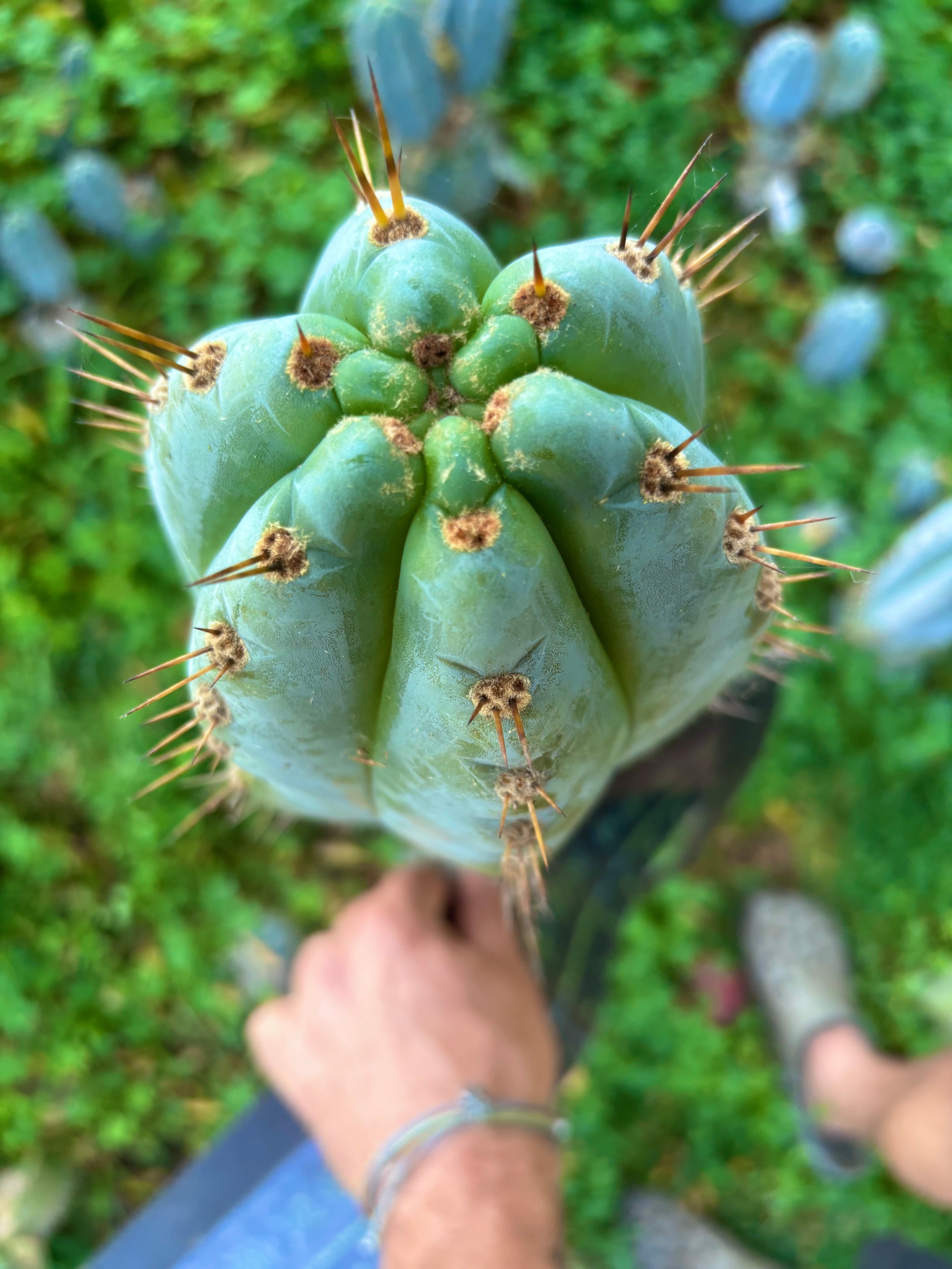 💎👑💎 Papa Smurf — XXL 14” Tip