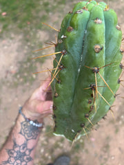 💎🌶️🌶️ NOM — Beefy 12” Tip