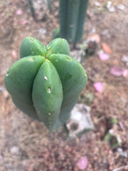 👑🌶️ Zulk — XL FAT 11” Pup