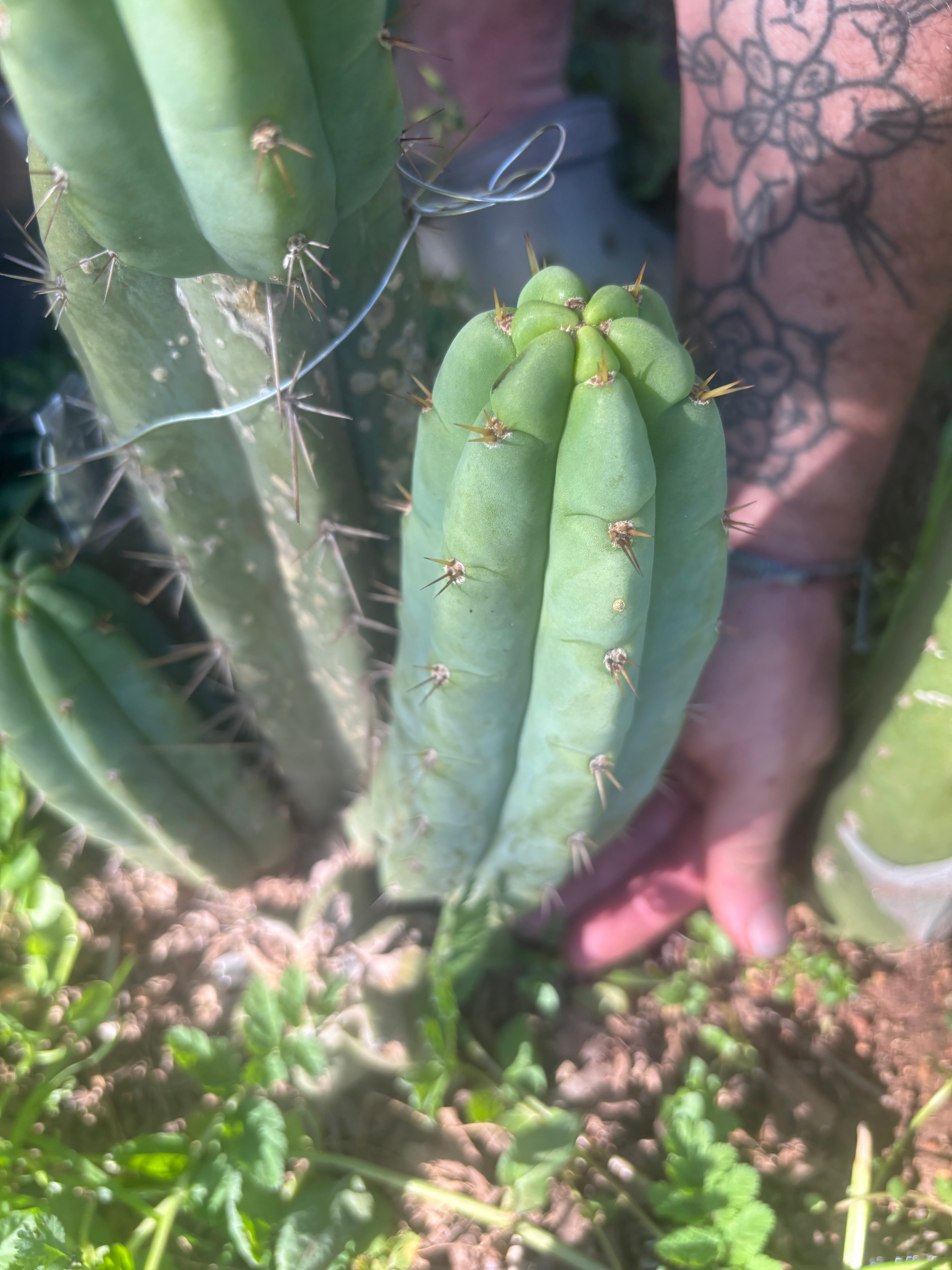💎👑🌶️🌶️ Austy’s Bomb — 8” Pup